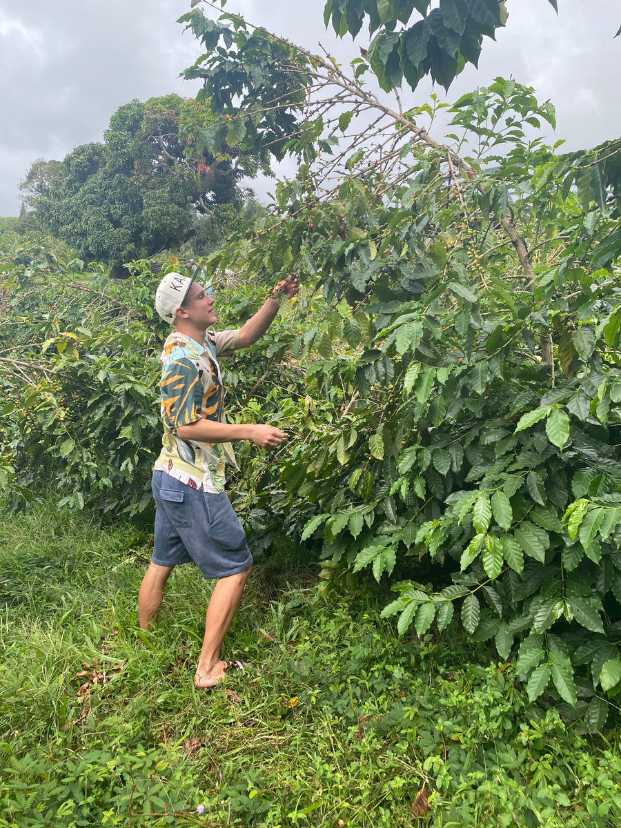 Costa Rica Dota Estate SHB Sourcing